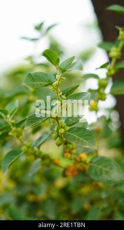 Indischer Ginseng, Gifttebeere oder Winterkirschpflanze. Ashwagandha bekannt als Withania somnifera frische Blätter. Ayurvedische Medizin und Kräutervorteile. Stockfoto