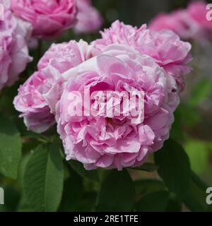 Blütenrote Sommerblumen aus alten Strauchrosen Rosa „Comte De Chambord“ im britischen Garten Juni Stockfoto