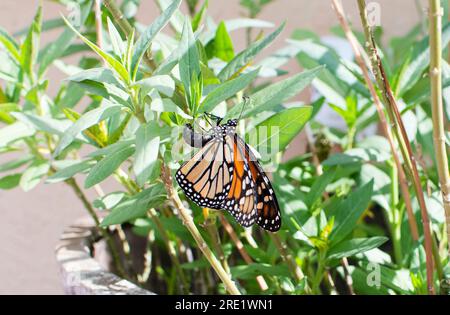 Weiblicher Monarch-Schmetterling, der ein Ei auf die Unterseite eines Milchalgenblattes legt Stockfoto