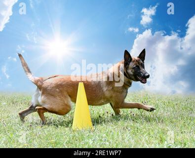 malinois-Training für Gehorsamsdisziplin in der Natur Stockfoto