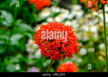 Am Nachmittag blühen bulbusförmige Blumen. Eine sehr schöne rote Blume mit kleinen zarten roten Blütenblättern. Stockfoto