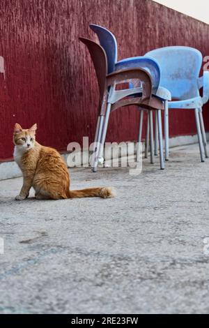 Ingwerkatze auf dem Dach Stockfoto
