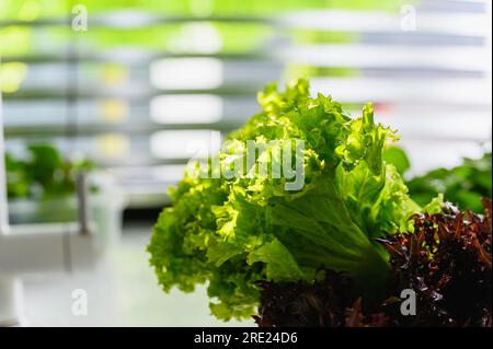 Feuchte Salatblätter in einer Schüssel vor dem Hintergrund eines Fensters mit Jalousien, Hintergrundbeleuchtung. Stockfoto