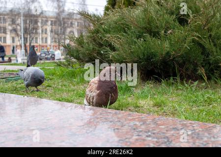 Tauben auf dem Rasen in der Stadt aus der Nähe Stockfoto