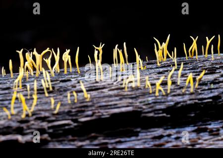 Calocera cornea ist ein Gelee-Pilz, der auf verrottendem Holz im Dupont Recreational State Forest in der Nähe von Brevard, North Carolina, USA, wächst Stockfoto
