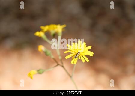 Nahaufnahme einer Biene, die geschäftig Nektar aus einer leuchtenden gelben Blume sammelt. Stockfoto