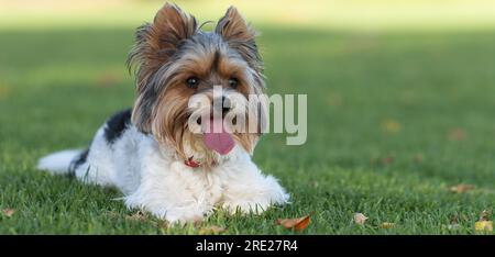 Porträt von Biewer Terrier mit ihrer Zunge im Gras. Porträt von Biewer Yorkshire Terrier im Park Stockfoto