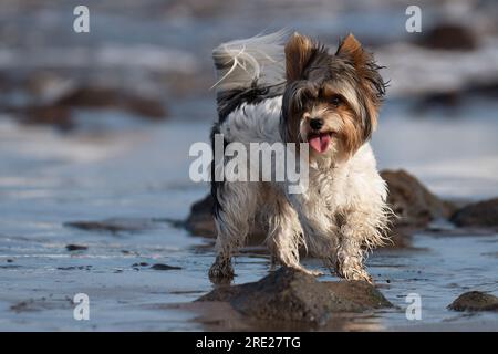 Süßes Biewer Yorkshire Terrier Welpe am Strand, Sandstrand in der Nähe des Wellenmeers Stockfoto