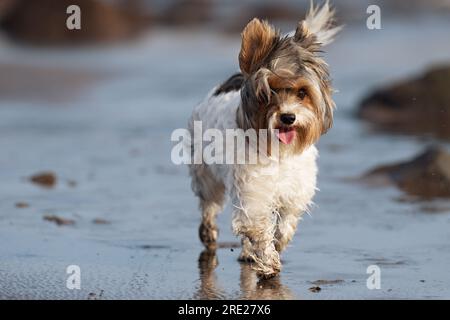 Süßes Biewer Yorkshire Terrier Welpe am Strand, Sandstrand in der Nähe des Wellenmeers Stockfoto
