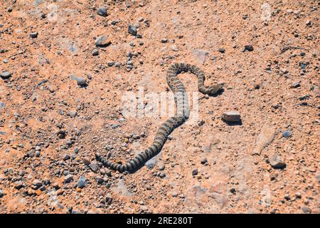 Klapperschlange Great Basin oder Zwerg verblasst, Crotalus lutosus oder Concolor, tot auf der Straße am West Lake Mountain Peak Wanderweg. Baby, giftige Giftgrube Stockfoto