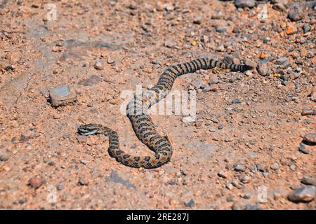 Klapperschlange Great Basin oder Zwerg verblasst, Crotalus lutosus oder Concolor, tot auf der Straße am West Lake Mountain Peak Wanderweg. Baby, giftige Giftgrube Stockfoto