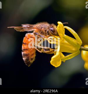 Westliche Honigbiene (APIs mellifera), die Nektar und Pollen aus den gelben Blüten von Grünkohl (Brassica oleracea) aus nächster Nähe sähe. Stockfoto