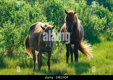 Ein Paar wilde Pferde im frühen Morgenlicht schauen in die Kamera, mit Mähnen und Schwänzen, die in der Brise wehen. In Assateague. Stockfoto