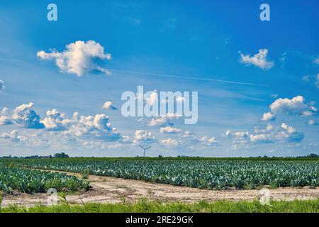 Feld mit Kohl unter blauem Himmel mit weißen Wolken, mit einer Windturbine im Hintergrund. Provinz Groningen im Norden der Niederlande Stockfoto