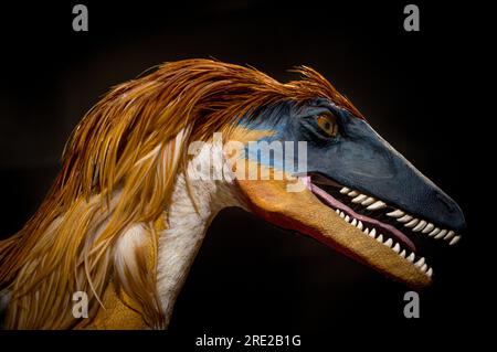 Dinosaurier-Ausstellung des Vorgängers des modernen Pferdes im Museum of the Rockies, Bozeman MT Stockfoto