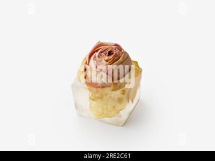 Konzeptionelle Zusammensetzung einer Rosenknospe in einem Eiswürfel, einer Rosenblume in Eis, isoliert auf weißem Hintergrund, Nahaufnahme. Stockfoto
