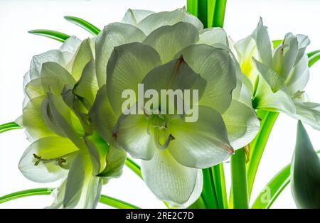 Wunderschöne Details von weißem Amaryllis enthüllt, als sie auf einem Leuchtkasten mit weißen Blütenblättern und grünen Blättern fotografiert wurden Stockfoto