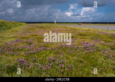 Walberswick, Suffolk, Großbritannien und Sea Lavendel, Limonium vulgare an der Mündung des Flusses Blyth. Southwold und alte windbetriebene Entwässerungspumpe rechts. Stockfoto