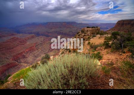 Grand Canyon mit Regensturm und einheimischer Vegetation im Vordergrund. Stockfoto