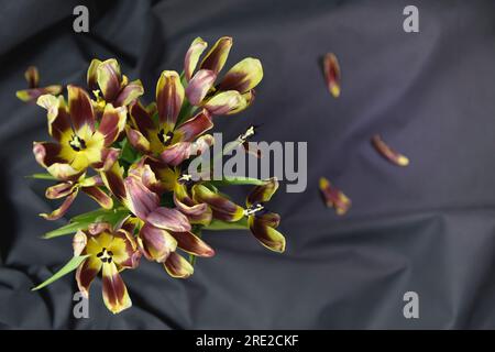 Verwelkte gelbe Tulpen auf schwarzem Hintergrund. Für Textansicht von oben platzieren. Stockfoto