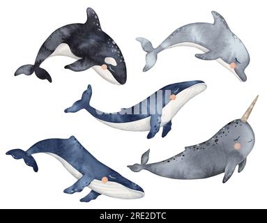 Set mit süßen Baby-Delfinen, Narwalen, Killerwalen oder Orcinus Orca. Unterwassertier. Handgezeichnete Aquarelldarstellung von Walfischen für die Baumschule Stockfoto