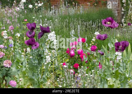 Sommergarten-Szene mit Opiummohn, Papaver somniferum, Rosen, weißer campanula, Verbena bonariensis, Lavendel und andere Blumen im britischen Garten Juni Stockfoto