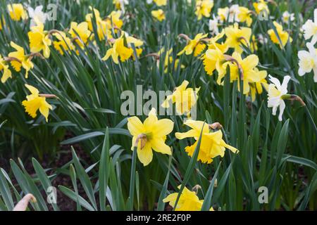 Ein Narzissen-Feld an einem sonnigen Frühlingsmorgen Stockfoto