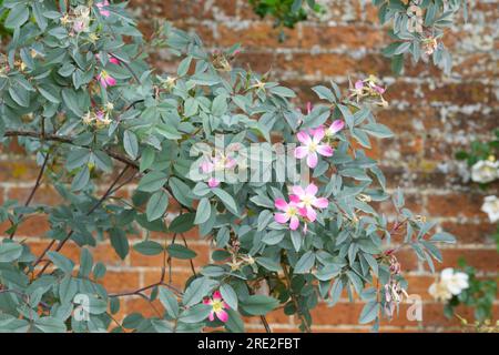 Blaues grünes Laub und zarte rosa Sommerblumen der Art Rose, Rosa Glauca im britischen Garten Juni Stockfoto