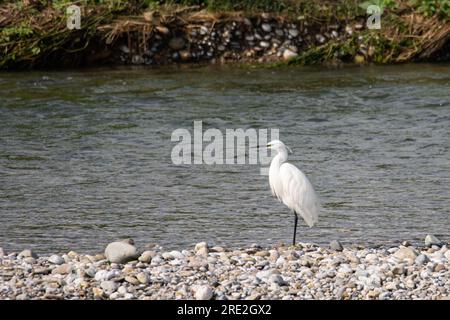 Vogel der Art Little Egret oder Egretta garzetta steht am Rand eines Flusses Stockfoto