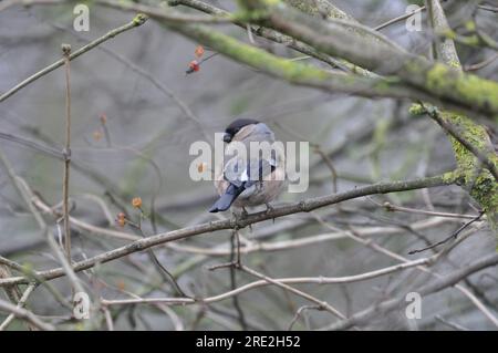 Bullenfink Stockfoto