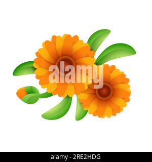 Blühende Calendula-Blüte Stock Vektor