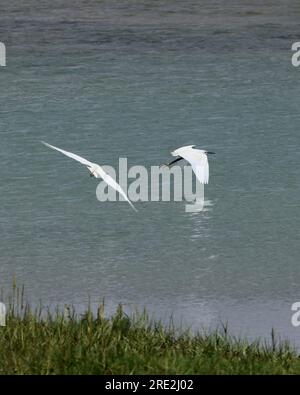 Juli 2023 - Paar Little Egrets, die sich am Strand in Church Norton, Selsey, Sussex, Enaglnd, Großbritannien verfolgen. Stockfoto