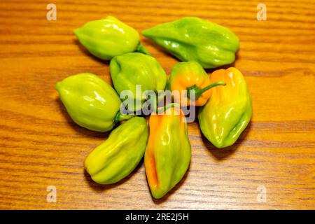 Gruppe von heißem Pfeffer (Capsicum chinense Adjuma) mit selektivem Fokus und feinem Detail „pimenta de cheiro“ Stockfoto