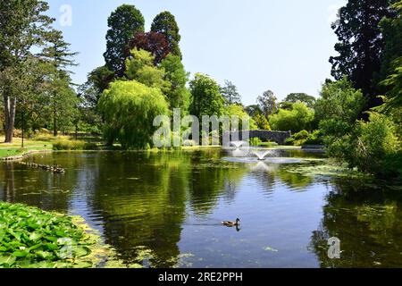 Beacon Hill Park in Victoria BC, Kanada. Einer der besten Orte für einen Besuch ist Beacon Hill. Ein toller Ort, um mit der Familie den Streichelzoo zu besuchen. Stockfoto