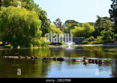 Beacon Hill Park in Victoria BC, Kanada. Einer der besten Orte für einen Besuch ist Beacon Hill. Ein toller Ort, um mit der Familie den Streichelzoo zu besuchen. Stockfoto