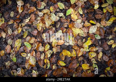 Herbstblätter auf dem Boden, gefallene Blätter Vollbild, Struktur oder Hintergrund, britischer Waldboden Stockfoto