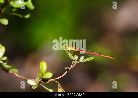 Orangenblüte Damselfly auf Blatt (Ceriagrion glabrum) Stockfoto