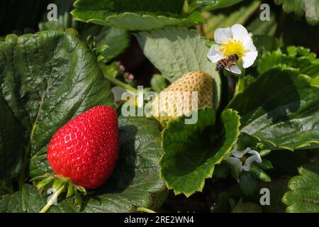 Cape Honey Bee (APIs mellifera capensis) beim Pollenating A Strawberry Flower Stockfoto
