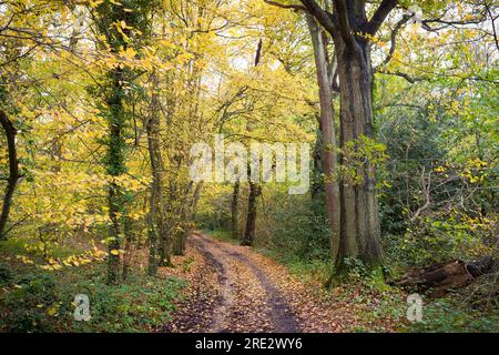 Bäume mit goldenen Blättern im Herbst, mit Wegen oder Wanderwegen durch Wälder. London's Green Belt, Großbritannien Stockfoto