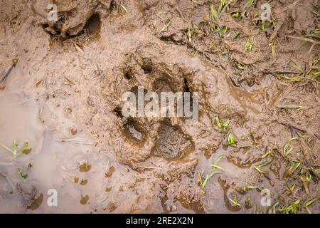 Schlammige Pfotenabdrücke. Hundepfoten-Aufdruck in Schlamm auf einem Landweg, Großbritannien Stockfoto