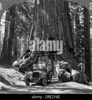 Yosemite-Nationalpark, Kalifornien: ca. 1915. Der riesige „Wawona“-Mammutbaum im Yosemite-Nationalpark. Der Tunnel wurde 1875 durch eine Brandnarbe durchtrennt. Der Baum hatte einen Durchmesser von 28 Metern. Er fiel 1969 unter eine geschätzte Schneelast von zwei Tonnen auf seine Krone. Man dachte, es sei 2.300 Jahre alt. Stockfoto