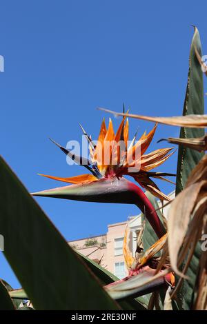 Vogelpflanze (Strelitzia) nach oben, aufgenommen aus einem städtischen Blumenbeet, Plaza De Los Reyes, Ceuta, Spanien, April 2023. Stockfoto