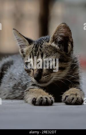 Schwarze Tabby-Hauskatze ruht friedlich Stockfoto