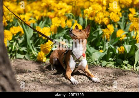 Afrikanischer Hund in gelben Farben. Porträt eines basenji auf einem Spaziergang. Stockfoto