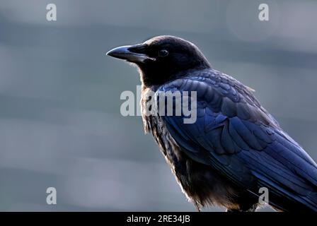 Nahaufnahme einer jungen Krähe „Corvus brachyrhynchos“; Stockfoto