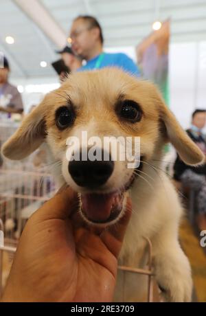 Die Kunming ASEAN Pets Exposition 6. beginnt am 22. Juli 2023 in Kunming City, Provinz Yunnan im Südwesten Chinas. Stockfoto