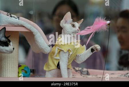 Die Kunming ASEAN Pets Exposition 6. beginnt am 22. Juli 2023 in Kunming City, Provinz Yunnan im Südwesten Chinas. Stockfoto