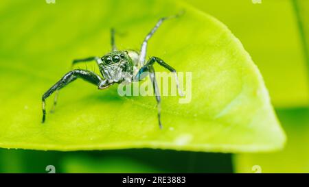 Schließen Sie eine kleine Springspinne auf grünen Blättern, bunten Springspinne. Stockfoto