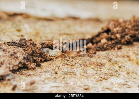 Nahaufnahme von Arbeitertermiten, die im Nest auf dem Waldboden wandern, Termiten, die in Schlammrohren wandern, kleine Termiten, selektiver Fokus. Stockfoto