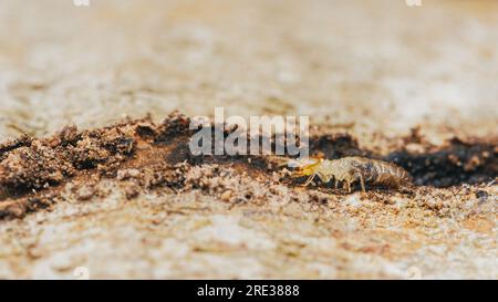 Nahaufnahme von Arbeitertermiten, die im Nest auf dem Waldboden wandern, Termiten, die in Schlammrohren wandern, kleine Termiten, selektiver Fokus. Stockfoto